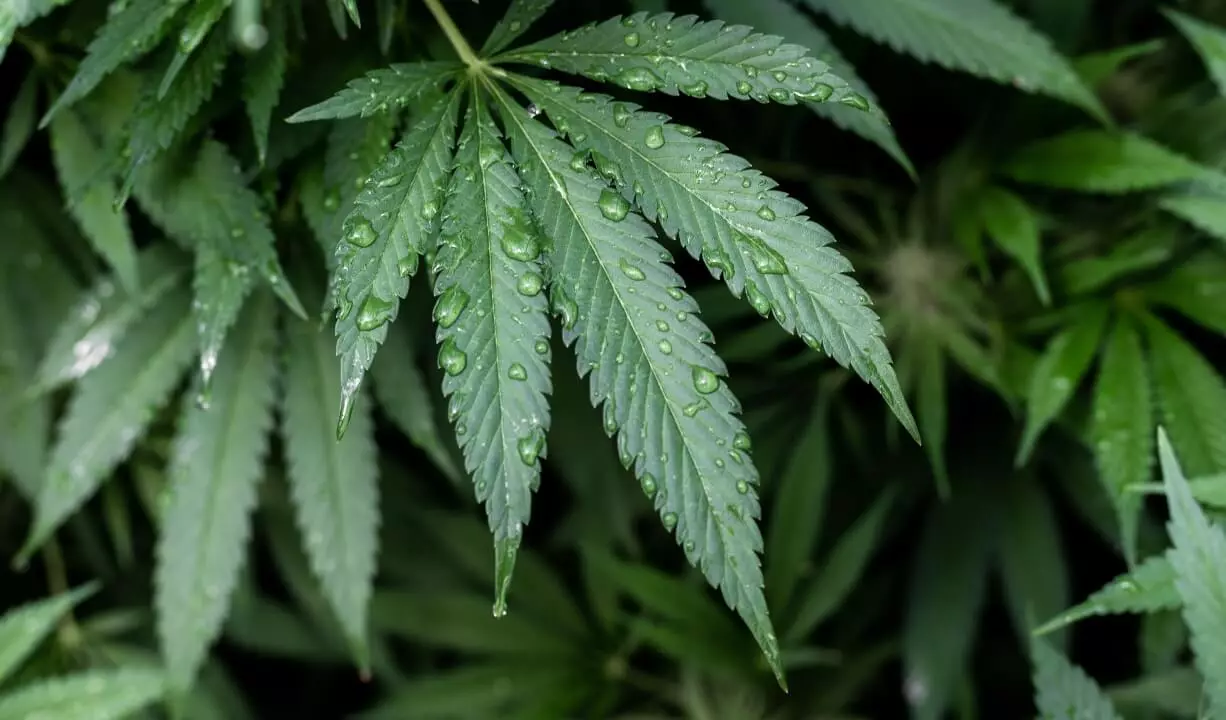 Water-drops-on-cannabis-leaves-min-1.webp