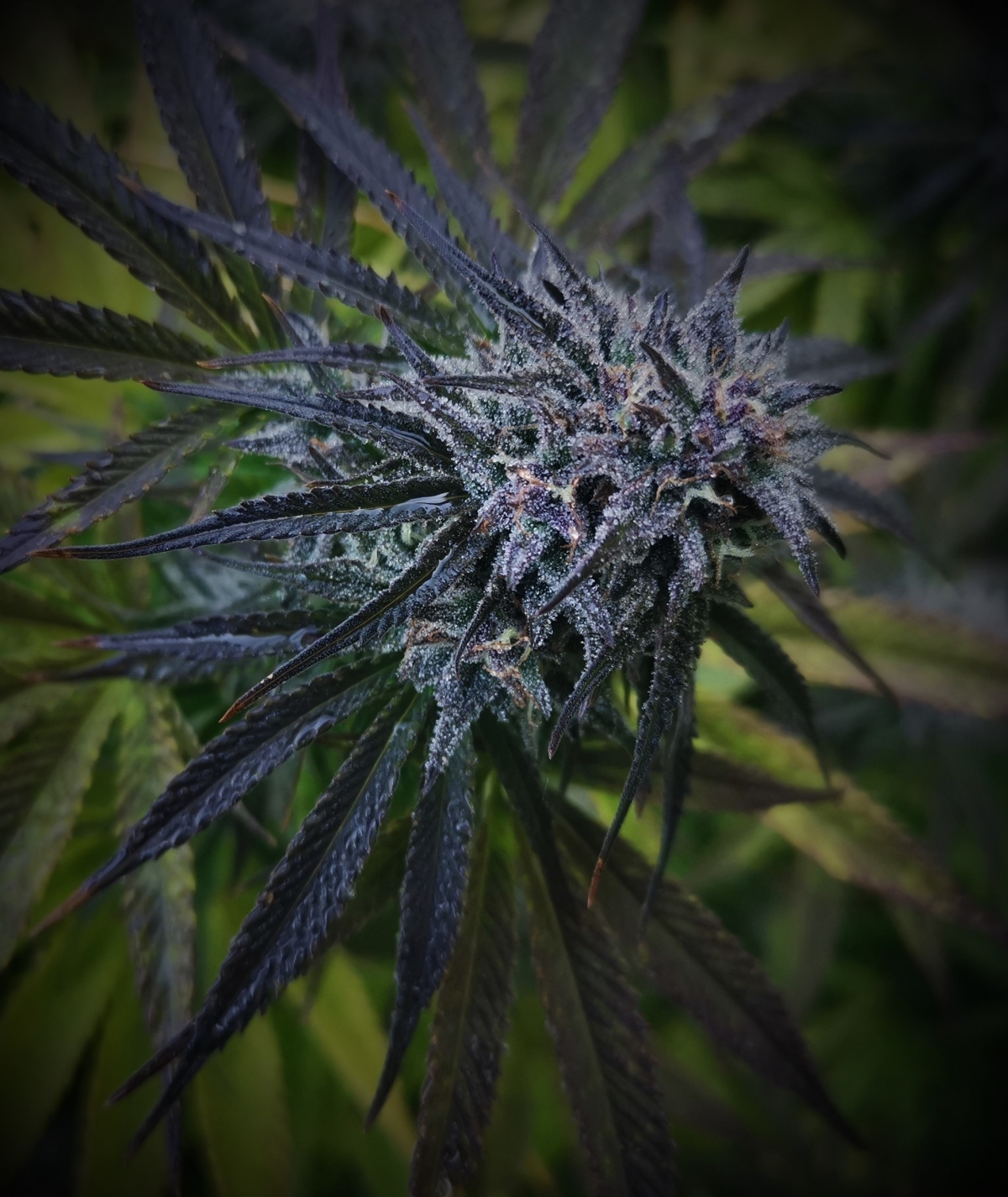 www.7eastgenetics.com