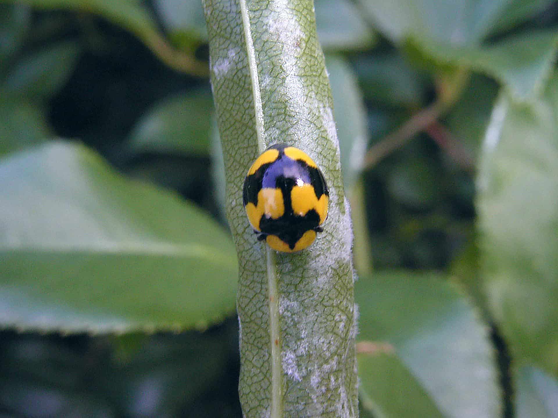 insectsandorganicgardening.com.au