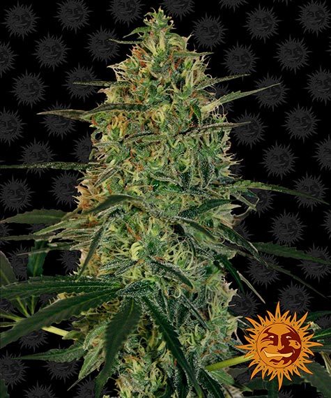 www.barneysfarm.com
