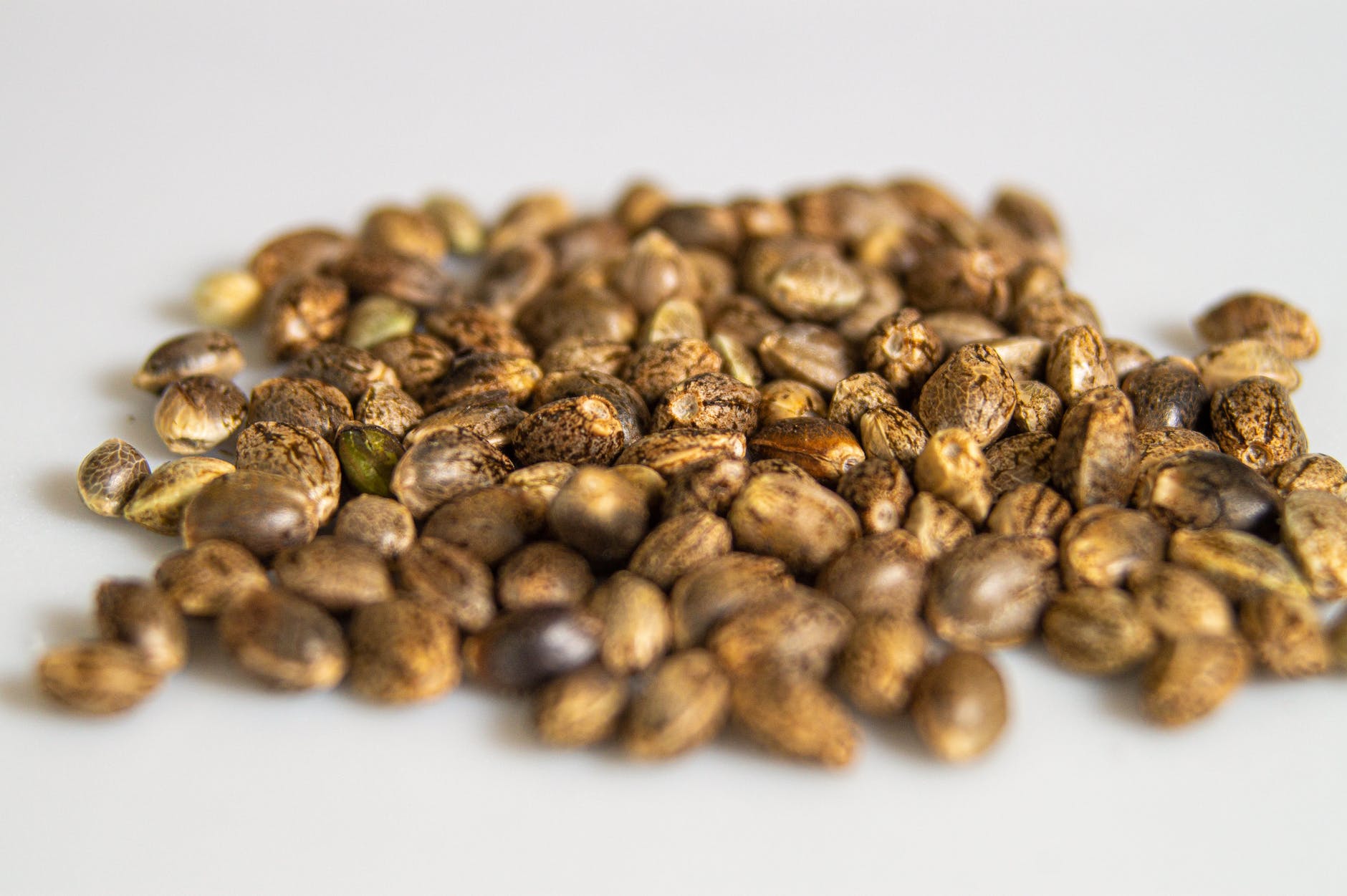 sacredseedsaustralia.co