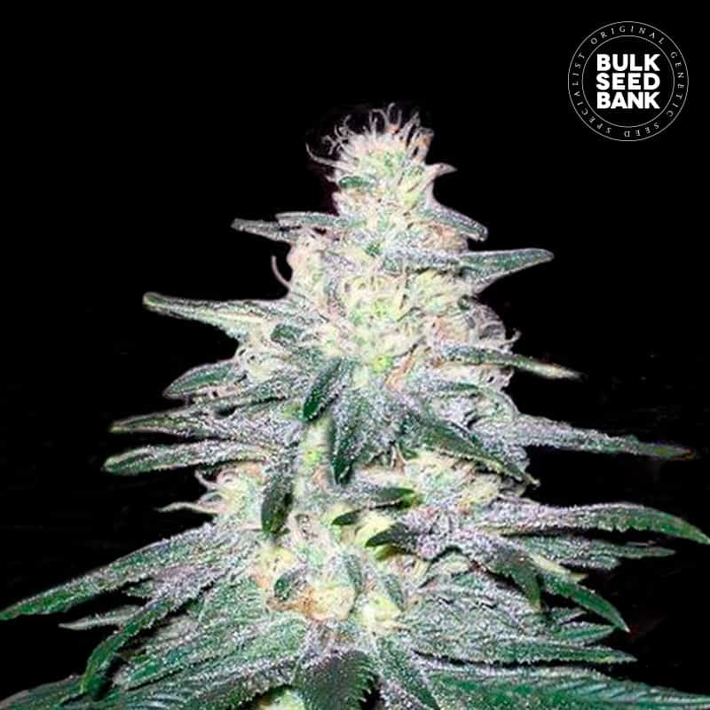 bulkseedbank.org
