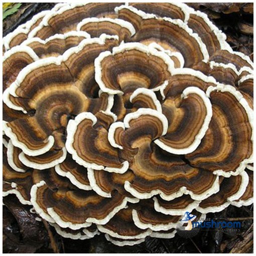 aussiemushroomsupplies.com.au