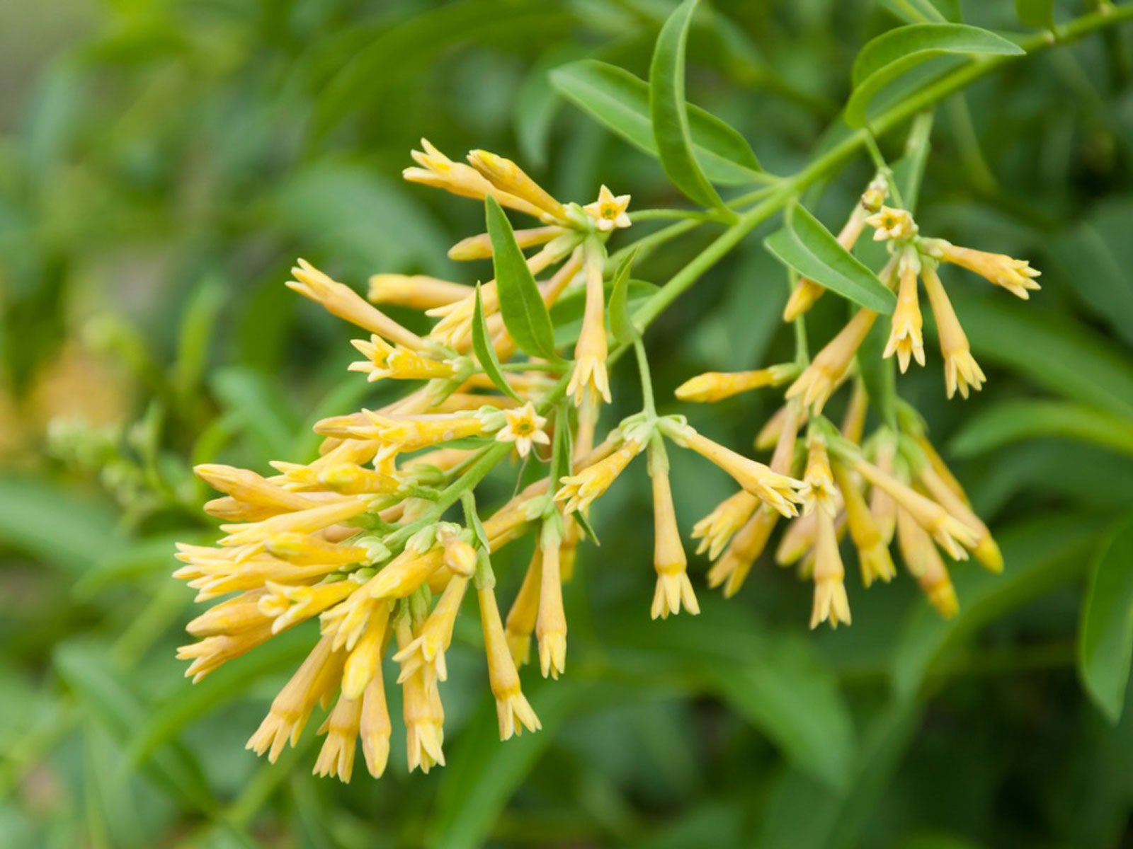 www.gardeningknowhow.com