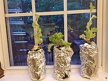220px-Kratky.jpg