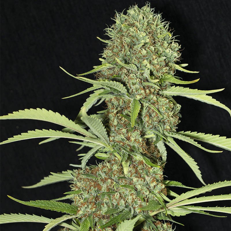www.evaseeds.com