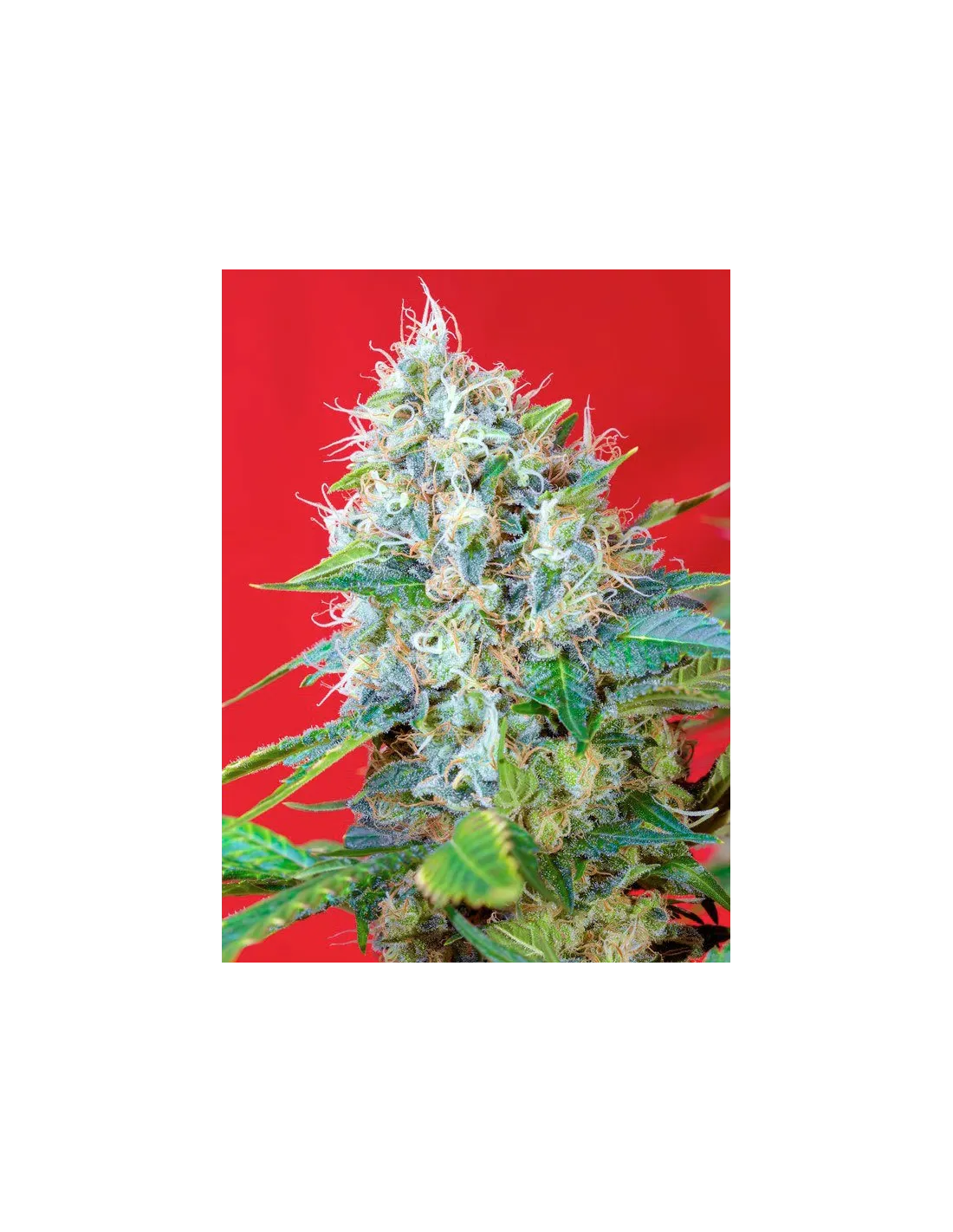 sweetseeds.com