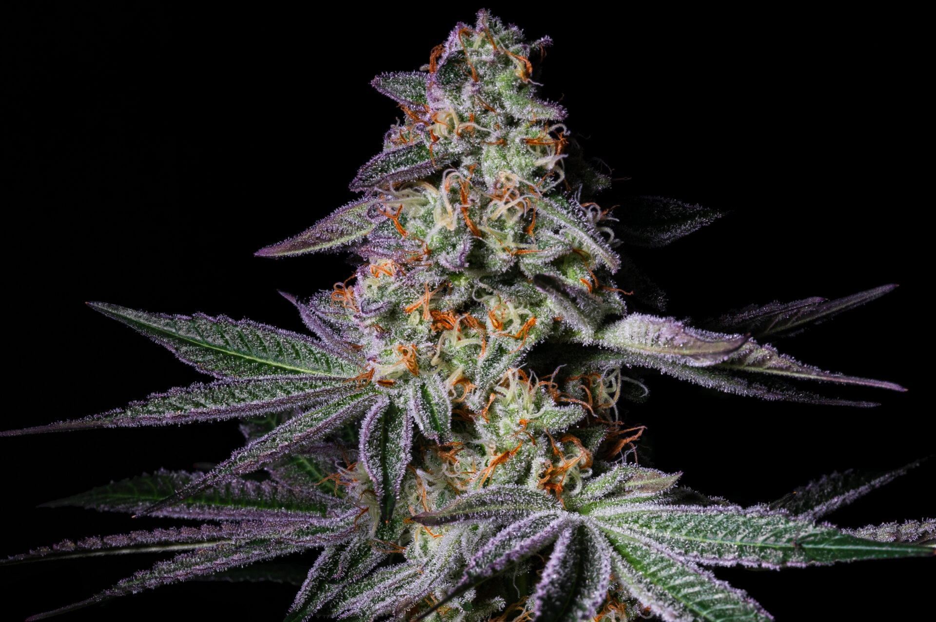 pureinstinto.com