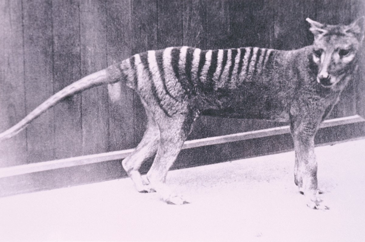australian.museum