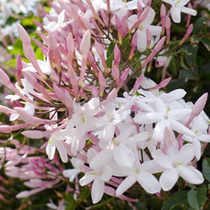 www.gardenexpress.com.au