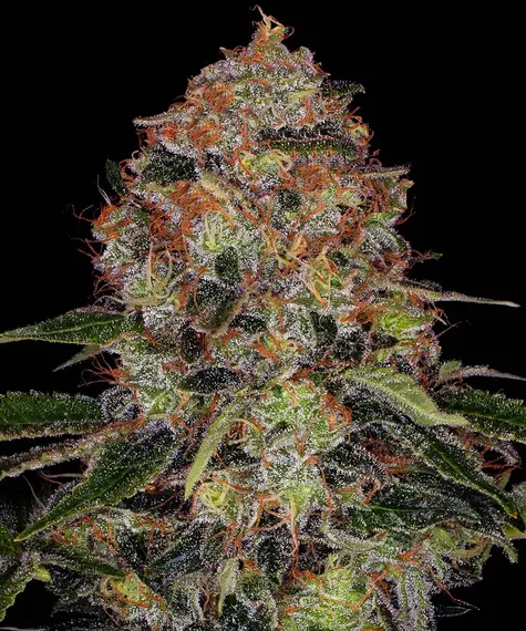 www.barneysfarm.com