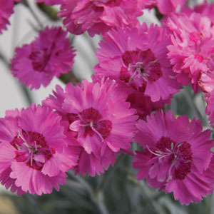 www.gardenexpress.com.au