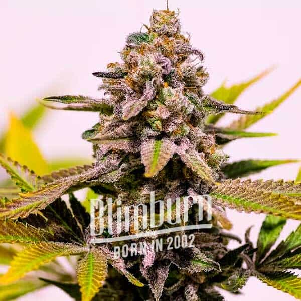 blimburnseeds.com