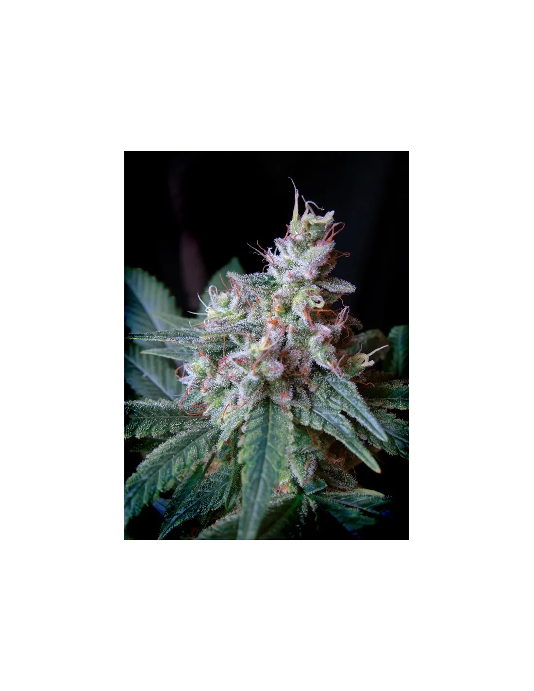 sweetseeds.com