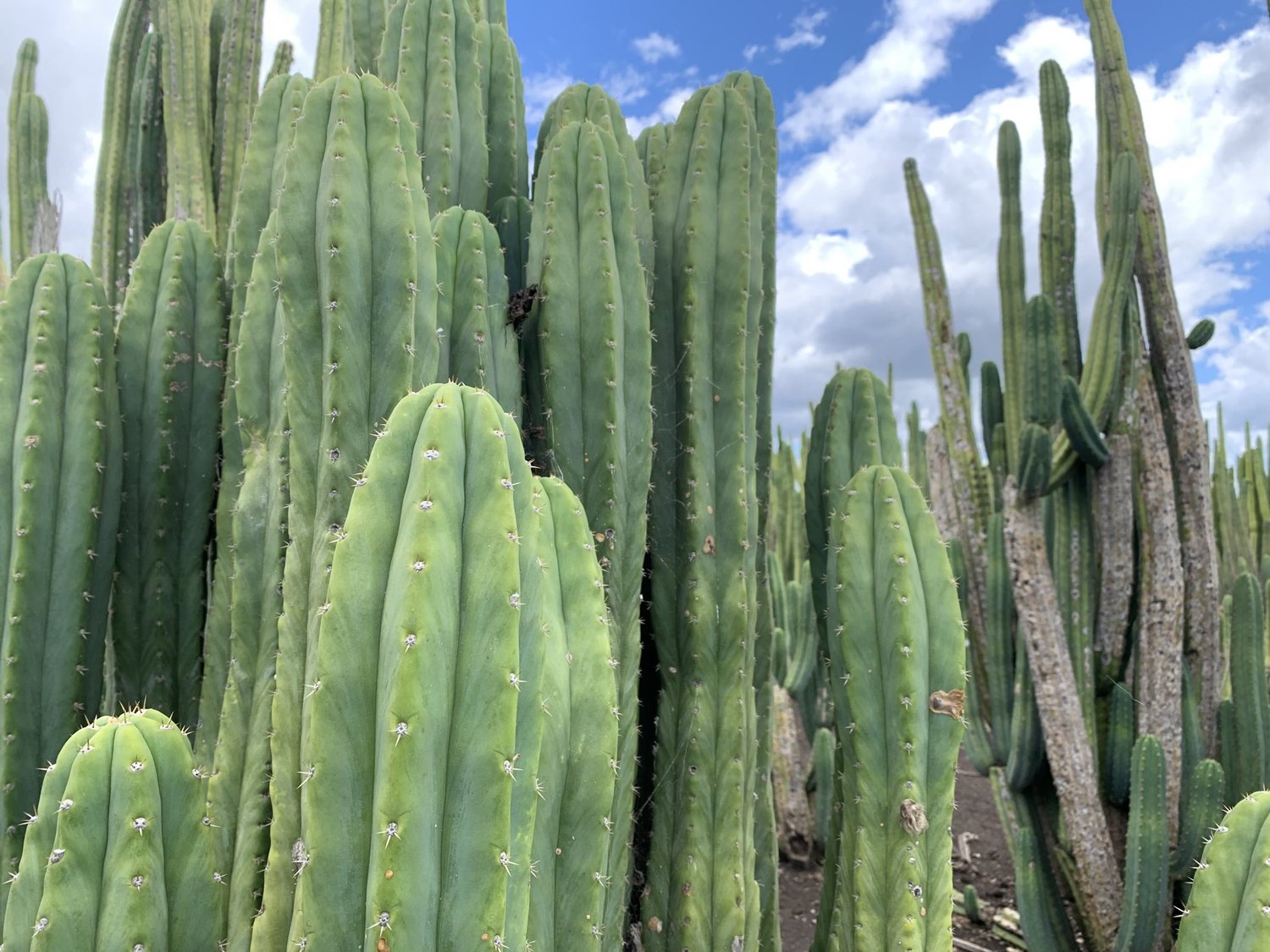 cactusculture.com.au
