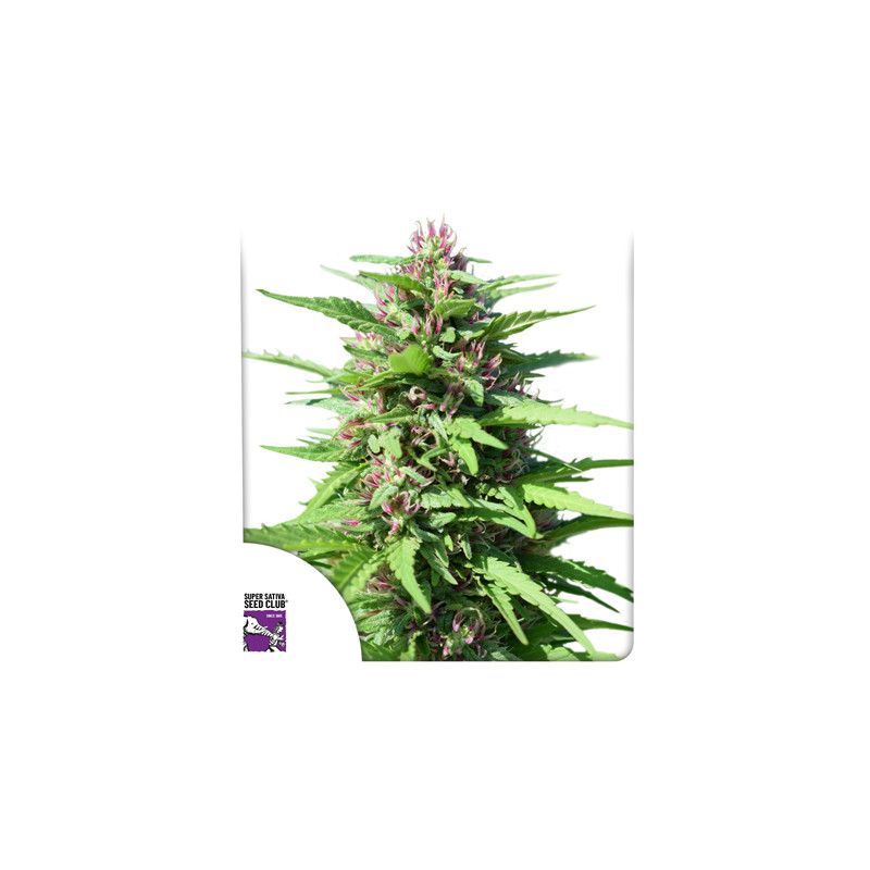 dutch-passion.com