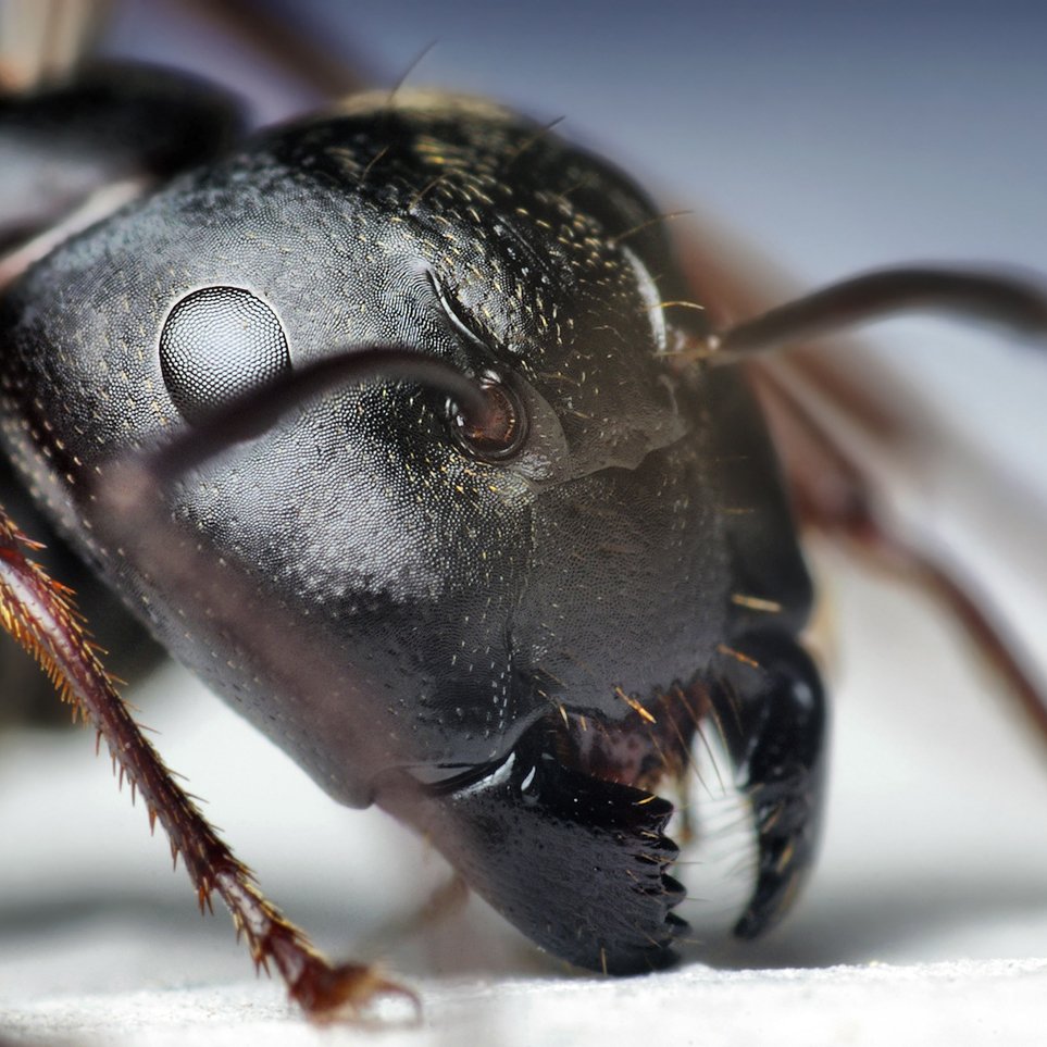Head of a Black Carpenter Ant, close up
