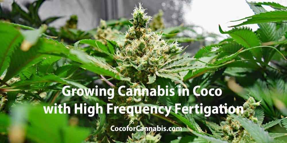 www.cocoforcannabis.com