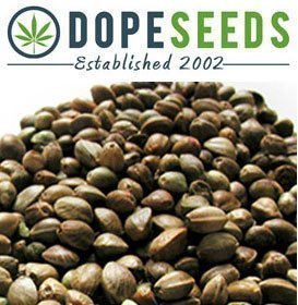 www.dope-seeds.com